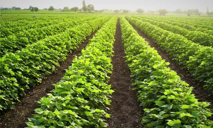 Telugu Corn Crop, Cotton Crop, Crops, Farmers, Jowar Crop, Crop, Soil Moisture-L