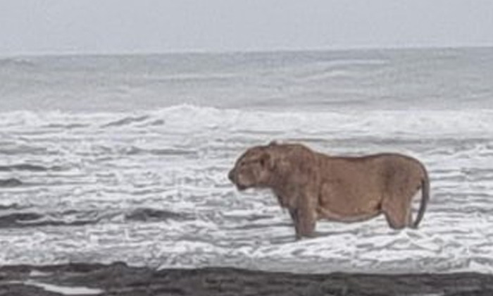  A Lion Resting In The Arabian Sea, Lion, Gujarat Coast, Arabian Sea, Narnia Scen-TeluguStop.com