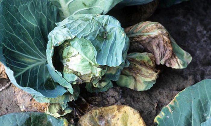  Actions To Prevent Black Rot And Black Rot In Cauliflower Cultivation , Cauliflo-TeluguStop.com