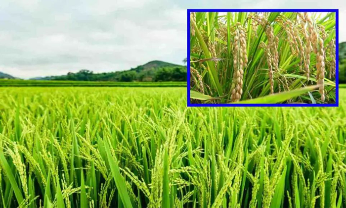 Telugu Agricultural, Agriculture, Techniques, Fertilizers, Yield Paddy, Paddy Cr