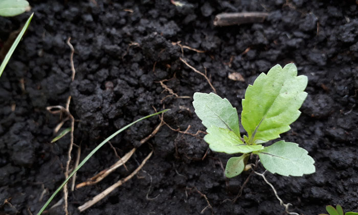  Techniques For High Yield In The Cultivation Of Metta Sagu, Black Soil , Agric-TeluguStop.com