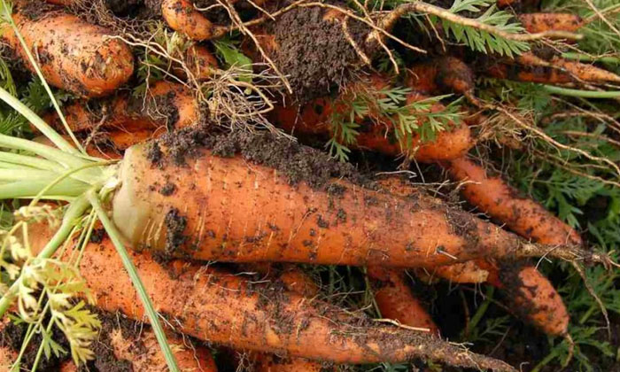 Telugu Agriculture, Carrot Crop, Carrot, Farmers, Nitrogen, Phosphorus, Vitamin-