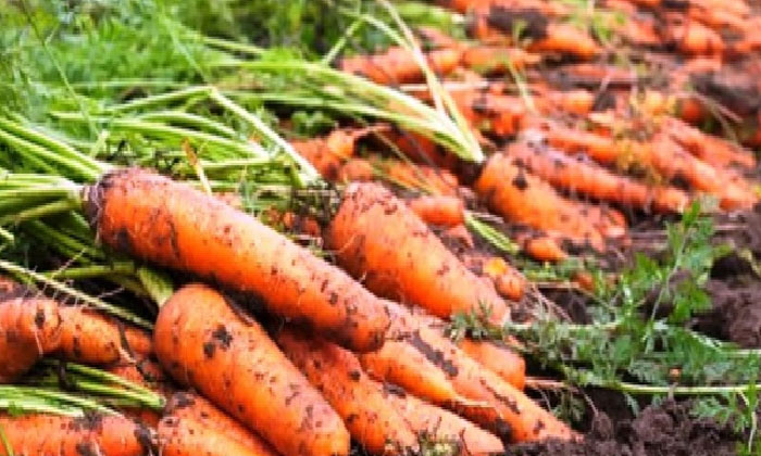 Proprietary Methods For Quality Yield In Carrot Cultivation , Carrot Crop , Vita-TeluguStop.com