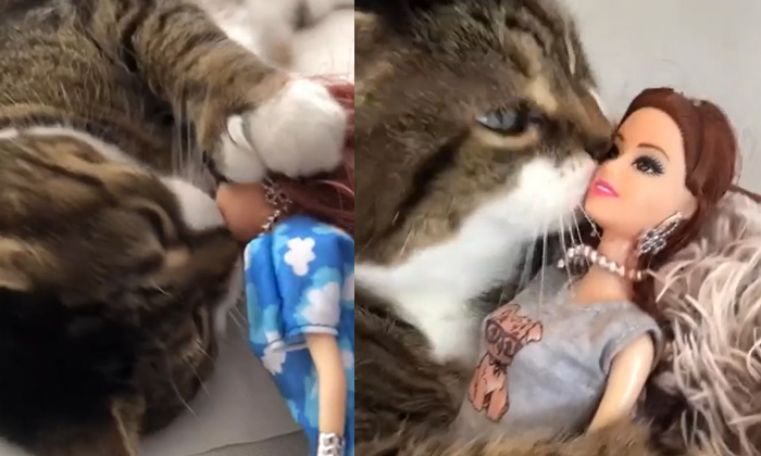  Cat Love For Barbie Dolls Goes Viral,barbie Dolls,cat,cute Video,cat Video,cat W-TeluguStop.com