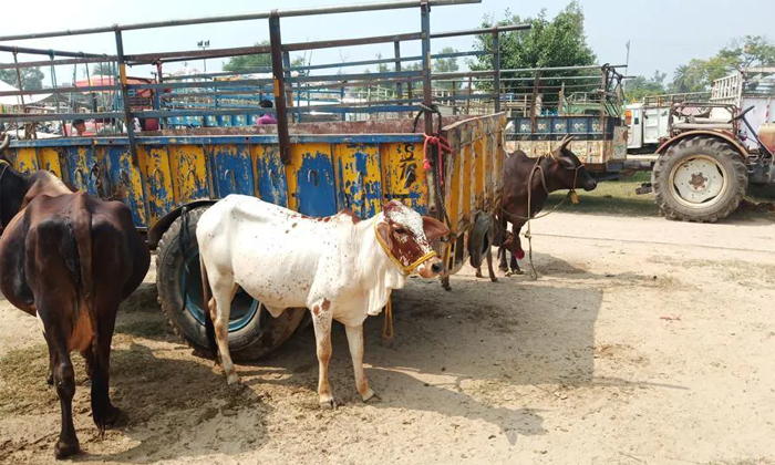 Telugu Ankathi Rajaiah, Attacked, Cattle Trader, Karimnagar, Manakonduru, Pepper