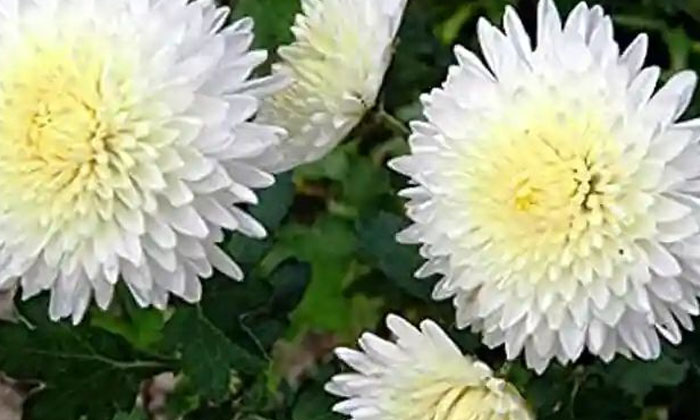  Ownership Of Fertilizers In Chamanti Flower Cultivation. Techniques In Pruning B-TeluguStop.com