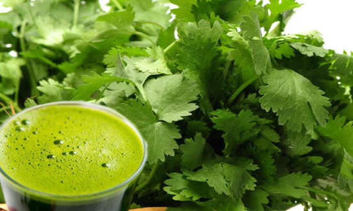  Are You Taking This Juice Everyday But Is It For You , Coriander ,vitamins A, C,-TeluguStop.com