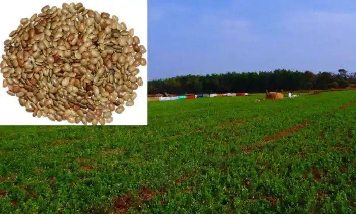 Telugu Agriculture, Carbandism, Fenugreekcrop, Yield, Rhizobium-Latest News - Te