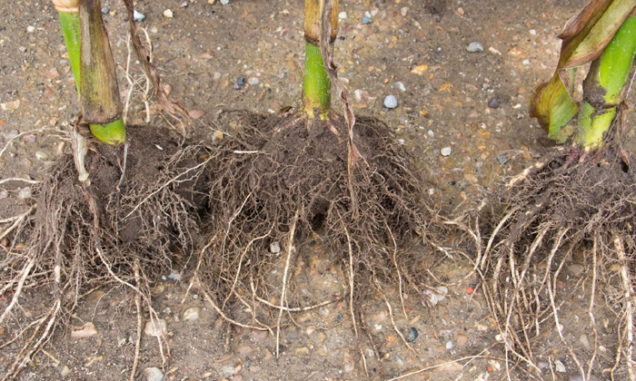 Telugu Agriculture, Mycelia, Mycorrhiza, Compost-Latest News - Telugu
