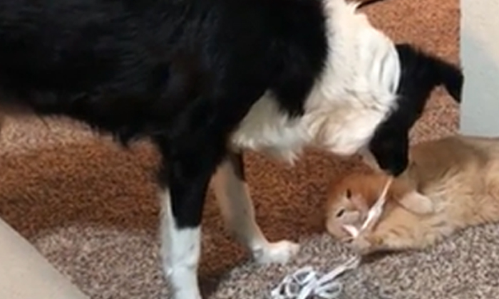  Dog Flips To Make Friends With Cat Watch The Video And Laugh, Cat, Dog, Viral Ne-TeluguStop.com