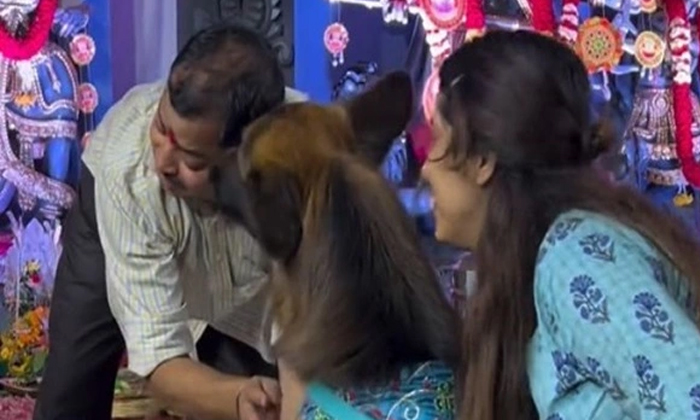Dogs Who Took The Blessings Of Mata Durga, Viral News, Latest News, Trending Ne Dogs Who Took The Blessings Of Mata Durga, Viral News, Latest News, Trending Ne-TeluguStop.com