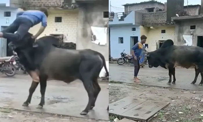  Drunk Man Trying To Fight Bull Only To Get Tossed In The Air Viral Video Details-TeluguStop.com