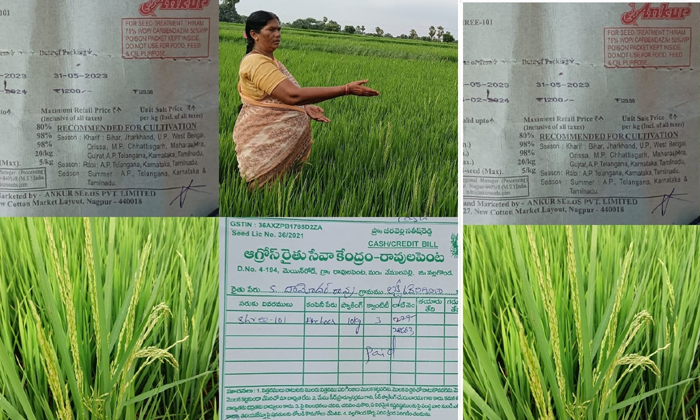  Fake Seeds Soaked In Nuts , Fake Seeds, Lakshmidevigudem, Amanagallu, Raolapenta-TeluguStop.com