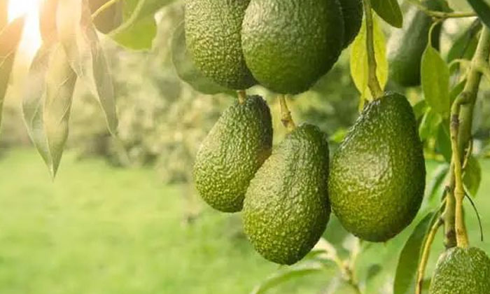  The Method Of Cultivation Of Avocado Crop.. The Right Techniques , Farmers, Av-TeluguStop.com