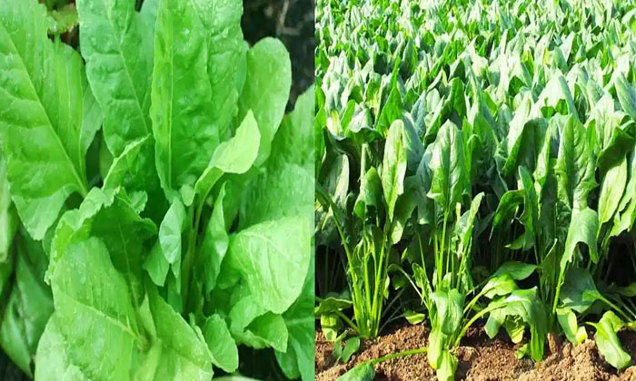  If These Precautions Are Taken In The Cultivation Of Lettuce, The Yield Will Be-TeluguStop.com