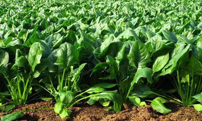Telugu Agriculture, Farmers, Spinach-Latest News - Telugu