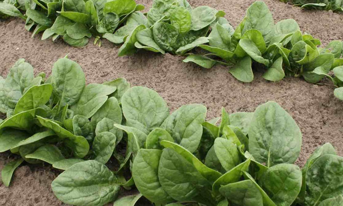 Telugu Agriculture, Farmers, Spinach-Latest News - Telugu