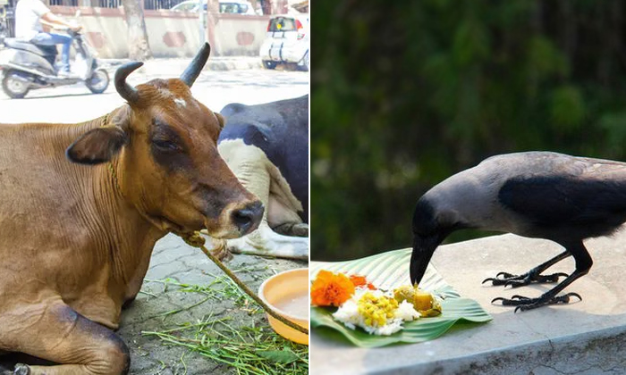  Feed Food To These Creatures During Pitru Paksha Details, Feeding Food , Creatur-TeluguStop.com