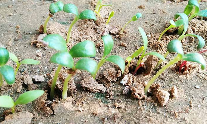 Telugu Agriculture, Fenugreek, Fenugreek Seeds, Latest Telugu, Nitrogen, Phospho