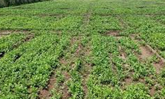  Good Type Of Seeds In Fenugreek.. Ownership Of Fertilizers , Fenugreek ,potash-TeluguStop.com