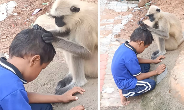  A Monkey Started Removing Ticks From A Child's Head With A Single Gesture If You-TeluguStop.com