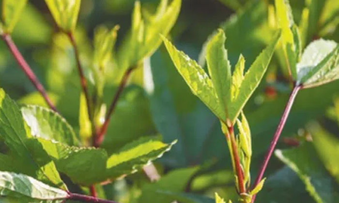 Telugu Agriculture, Chemical Spray, Gongura, Greens-Latest News - Telugu