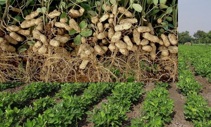 Telugu Agriculture, Farmers, Groundnut Crop, Groundnut, Latest Telugu, Pest, See