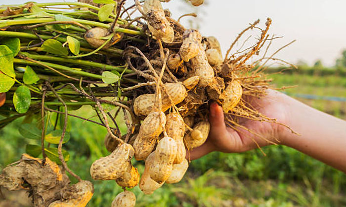 Telugu Agriculture, Farmers, Groundnut Crop, Groundnut, Latest Telugu, Pest, See