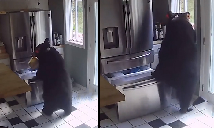  Hungry Bear Steals Frozen Lasagne After Breaking Into House Details, Hungry Bear-TeluguStop.com