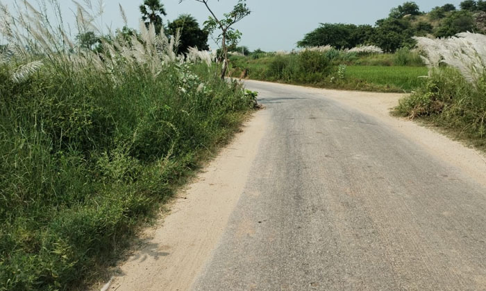  The Reed Grass That Has Become A Hazard On Both Sides Of The Road...!-TeluguStop.com