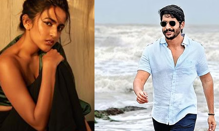  Interesting News Viral About Nagachaitanya And Niharika Details Here-TeluguStop.com