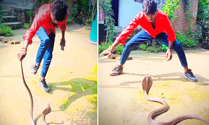  Viral: What To Do With This Young Man Who Is Dragging The Snake's Tail, Latest N-TeluguStop.com