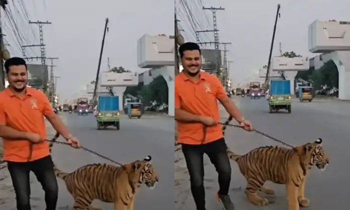  Pakistani Man Brought Pet Tiger In Public Shocking Video Viral, Viral Video, Cha-TeluguStop.com