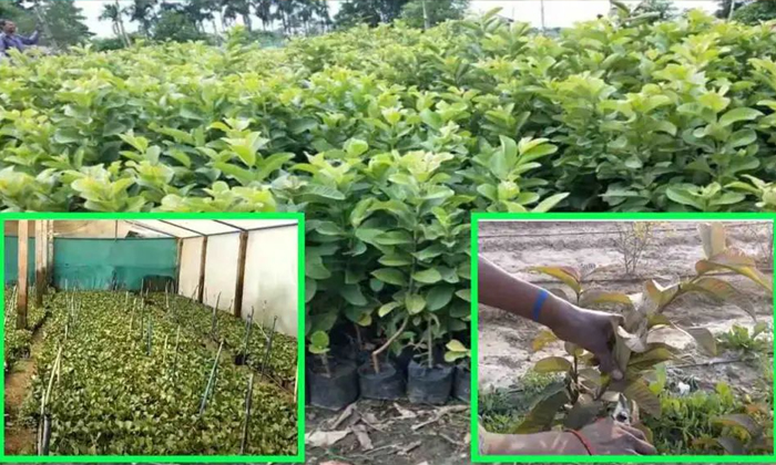 Telugu Agriculture, Healthy Fruit, Latest Telugu-Latest News - Telugu