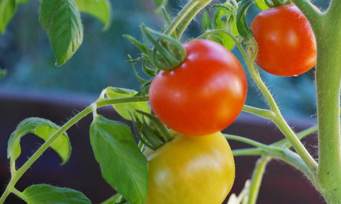  These Are The Best Varieties Of Seeds That Give High Yield In Tomato Cultivation-TeluguStop.com