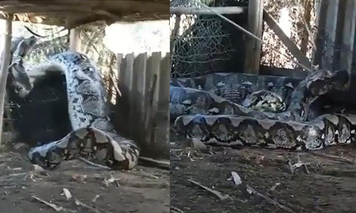  Python Caught In The Trap After A Happy Meal Details, Python, Viral Latest, News-TeluguStop.com