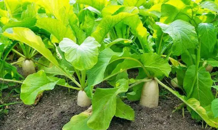  Precautions To Be Taken While Sowing Radish Crop , Radish , Ayurvedic Medicines-TeluguStop.com