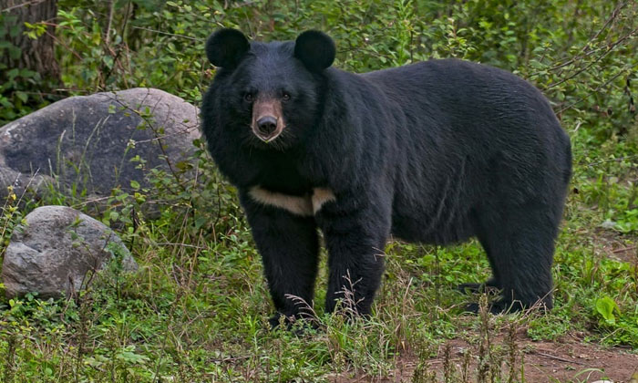  Bear Migration On The Way From Ragatlapalli To Narayanapur, Rajanna Sircilla ,-TeluguStop.com