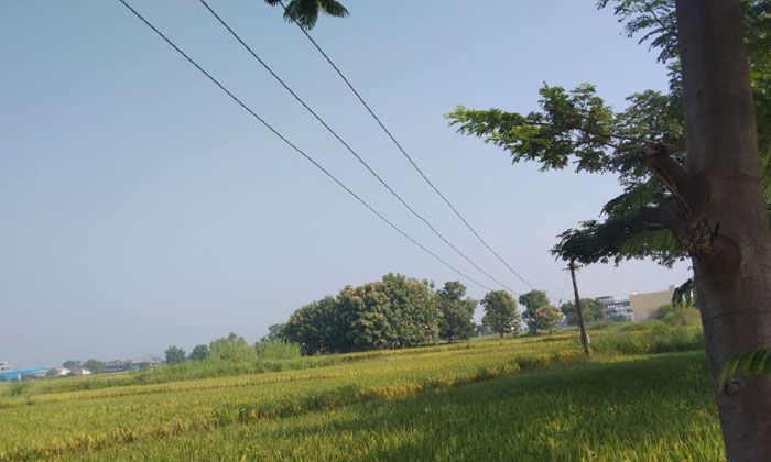 Current Wires Loom Like Death Traps In Crop Fields , Rajanna Sircilla , Yellare-TeluguStop.com