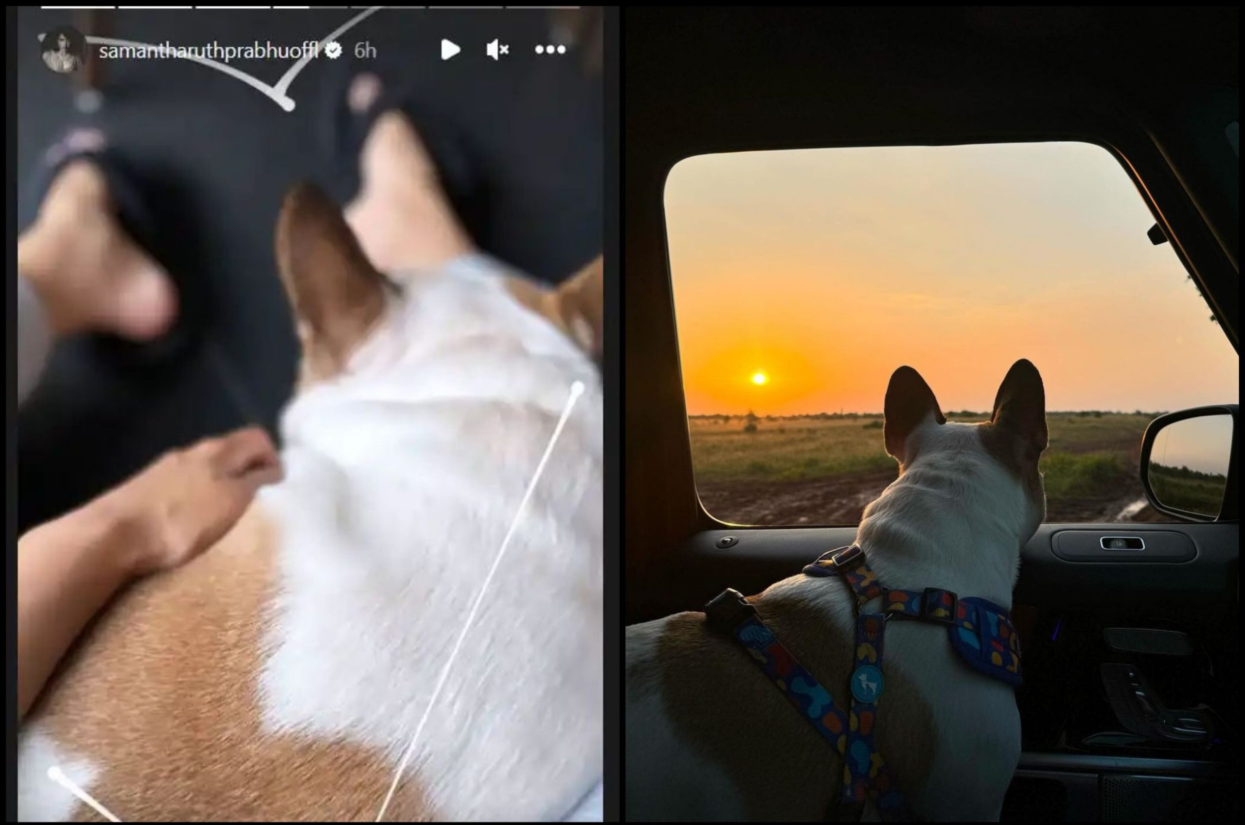 Samantha’s Hash Returns Home After Naga Chaitanya Co-parenting Photo Goes Samantha’s Hash Returns Home After Naga Chaitanya Co-parenting Photo Goes-TeluguStop.com