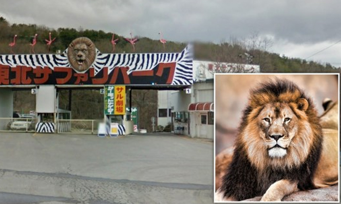  Shocking The Zookeeper Who Forgot To Lock The Cage Killed The Lion , Zookeeper,-TeluguStop.com