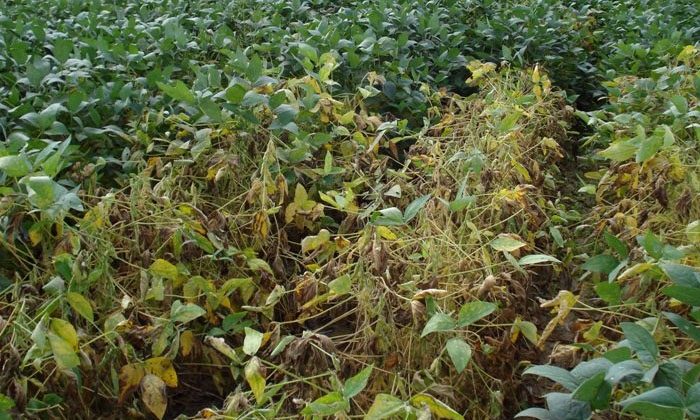  Soybean Crop , Pest, Macrophomia Phaseolia Fungus, Soybean Cultivation, Organic-TeluguStop.com