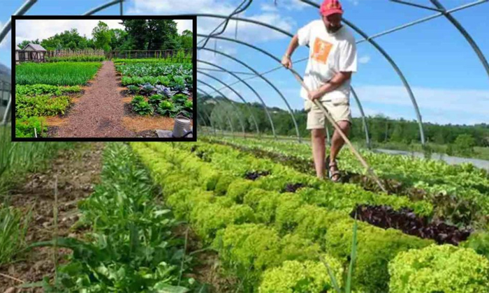 Telugu Agriculture, Cabbage, Cauli Flower, Techniques, Crop, Hybrid Seeds, Tomat