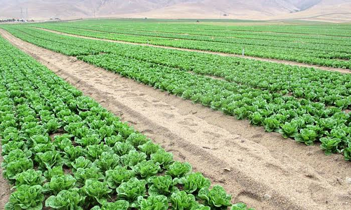  Techniques In Winter Vegetable Cultivation Details, Farming Techniques ,winter V-TeluguStop.com