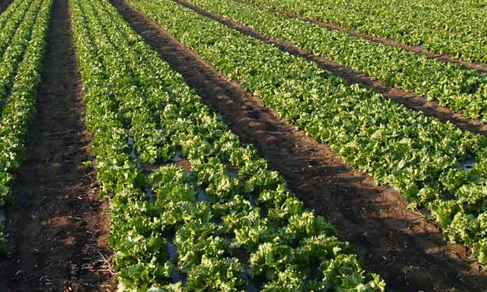 Telugu Agriculture, Cabbage, Cauliflower, Chili, Eggplant, Organic Method, Tomat