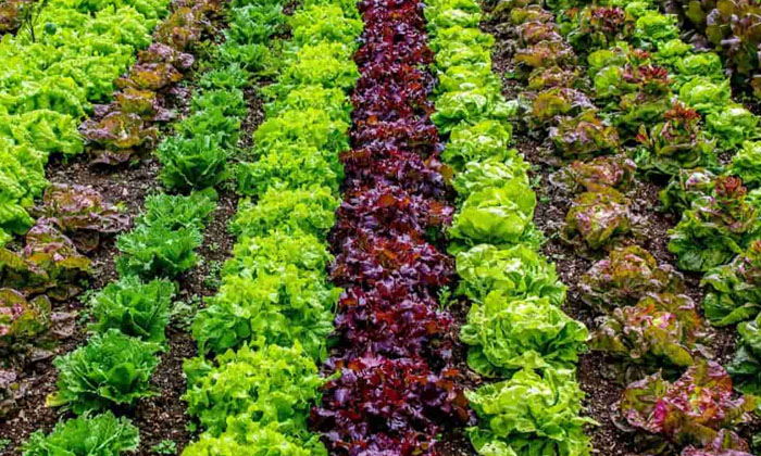  Techniques In The Method Of Cultivation Of Vegetable Cultivation , Vegetable Cu-TeluguStop.com