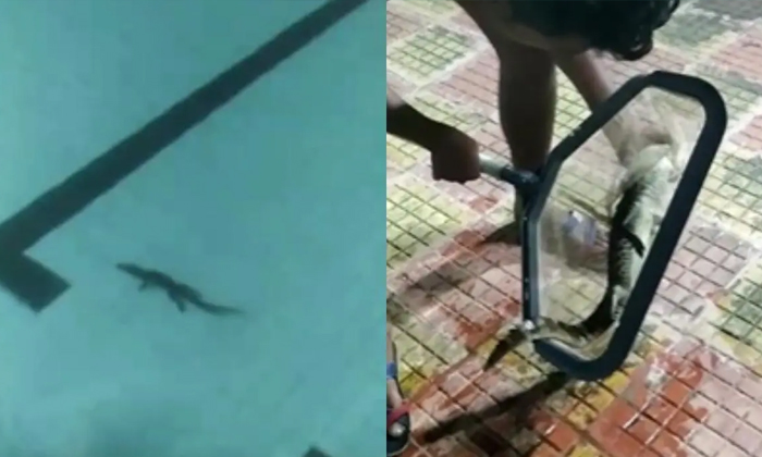  Viral The Baby Crocodile Entered The Swimming Pool What Happened, Swimming Pool,-TeluguStop.com