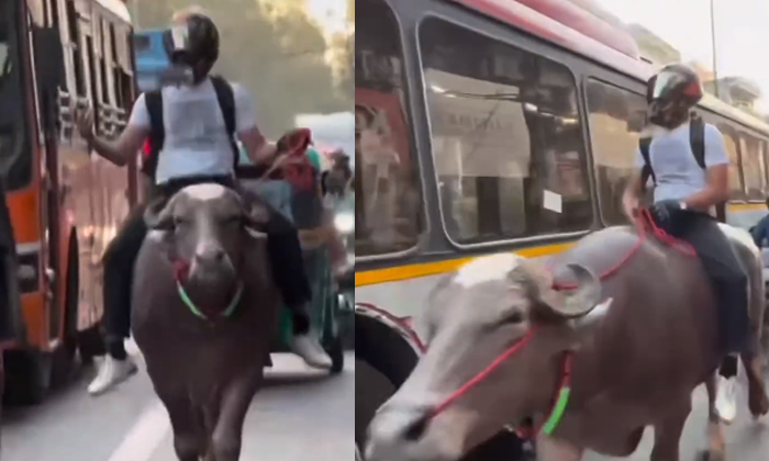  Viral Video Young Man Riding A Buffalo On The Streets Details, Viral News, Viral-TeluguStop.com