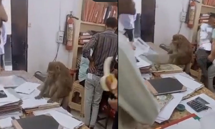  Viral: A Monkey Who Broke Into The Tahsildar's Office And Examined The Files? ,-TeluguStop.com