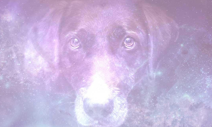 Telugu Astrology, Bhakti, Devotional, Dreams, Dreams Dogs, Dreamsdogs-Latest New Telugu Astrology, Bhakti, Devotional, Dreams, Dreams Dogs, Dreamsdogs-Latest New